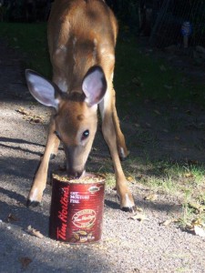 This was Jasper. He was adorable but unfortunately was killed during hunting season by the neighbours when he was two years old. So heartbreaking.